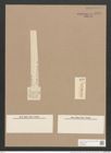 Pleurosigma subrectum Cleve (de-Toni-Nr.: Genus 13, Species 1005) Zeichnungen Sammlung Grunow Nr. 2041 (NHMW-BOT-W0368896)